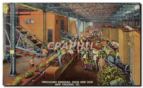 Cartes postales Unloading Bananas From Ship Side New Orleans