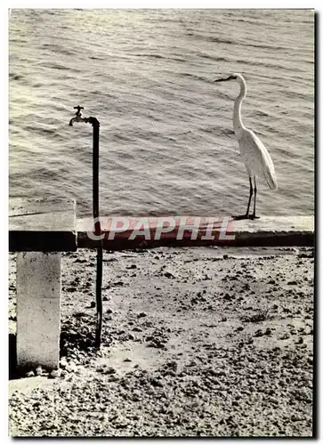 Cartes postales moderne Elliott Erwitt L&#39Ibis 1967 Oiseau