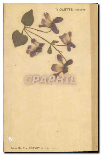 Cartes postales Fleurs sechees Violette Modestie