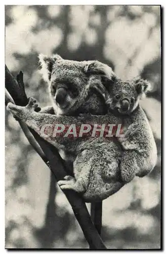 Cartes postales moderne Comite National De L&#39Enfance Avenue Franklin D Roosevelt Paris Femelle Koala Et Son petit Zoo