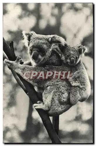 Moderne Karte Comite National De L&#39Enfance Avenue Franklin D Roosevelt Paris Femelle Koala Et Son petit Zoo