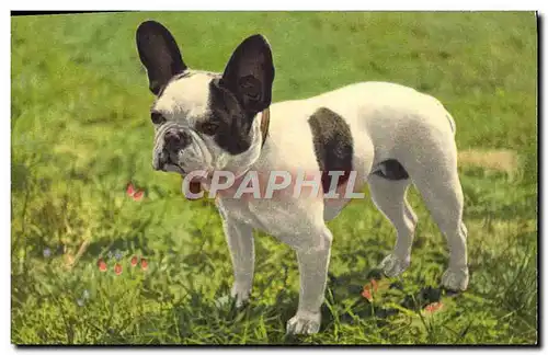 Cartes postales French Bulldong Bouledogue Francais Franzosische Bulldogge Chien