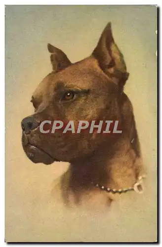 Cartes postales Boxer Chien