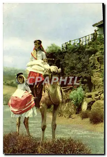 Cartes postales moderne Tafira Gran canaria Mirador de Bandama Chameau Folklore