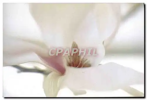 Cartes postales moderne Betsy O'Hara Magnolia secrets Arboretum San Francisco