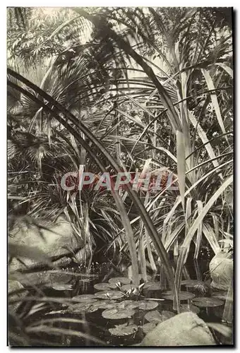 Cartes postales Paris Museum National D&#39Histoire Naturelle Jardin des Plantes Jardin d&#39hiver Le Marigot av