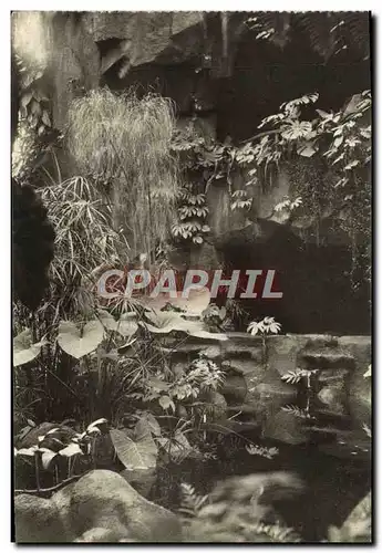 Ansichtskarte AK Paris Museum National D&#39Histoire Naturelle Jardin des Plantes Jardin d&#39hiver Le papyrus