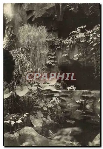 Cartes postales Paris Museum National D&#39Histoire Naturelle Jardin des Plantes Jardin d&#39hiver Le papyrus