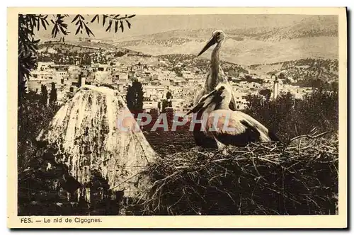 Cartes postales Fes Le Nid De Cigognes Oiseaux