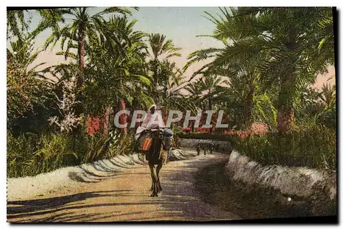 Cartes postales Route Dans l&#39Oasis Chameau