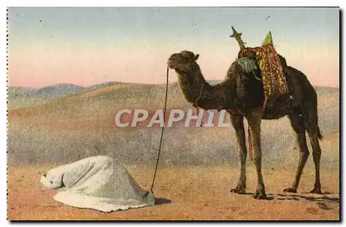 Cartes postales La Priere Au Desert Chameau
