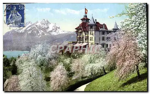 Ansichtskarte AK Weggis a Vierwaldstattersee Hotel Alpenblick mit Pilatus wahredn deer Baumblute