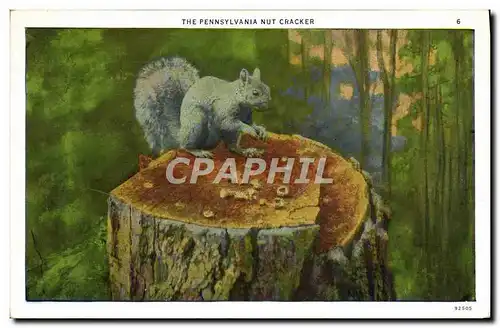 Cartes postales The Pennsylvania Nut Cracker Ecureuil