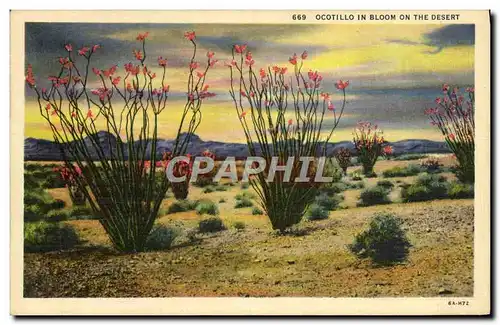 Cartes postales Ocotillo In Bloom On The Desert