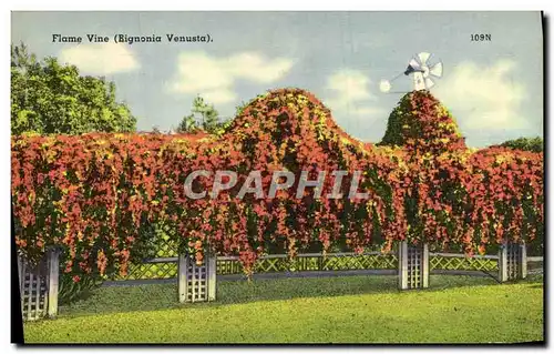 Cartes postales Flame Vine Bignonia Venusta