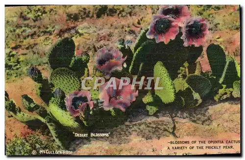 Cartes postales Blossoms Of The Opuntia Cactus a Variety of the Prickly Pear