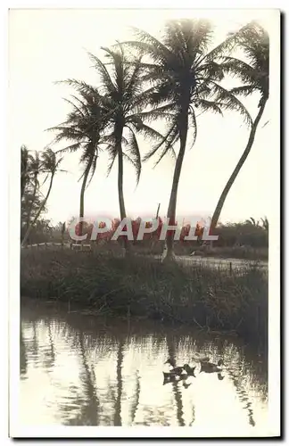 CARTE PHOTO palmiers Canard (Etats unis)