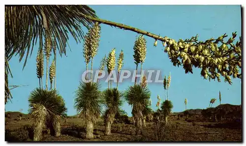 Cartes postales moderne Desert Yucca Or Spanish Bayonet