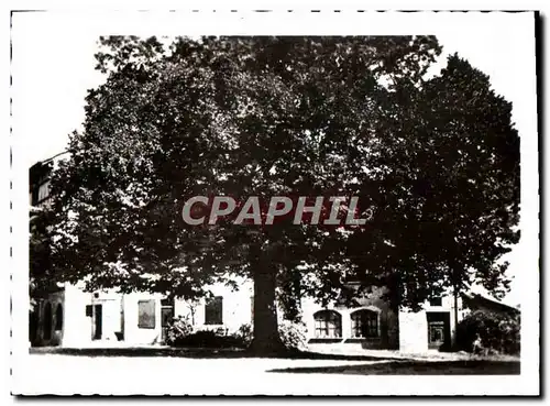 Cartes postales moderne Perouges Le Tilleul Arbre De La Liberte De 1791