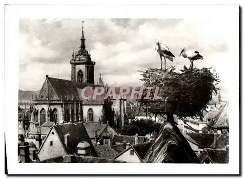 Cartes postales moderne Colmar Nicl de Cigognes avec vue sur la Cathedrale