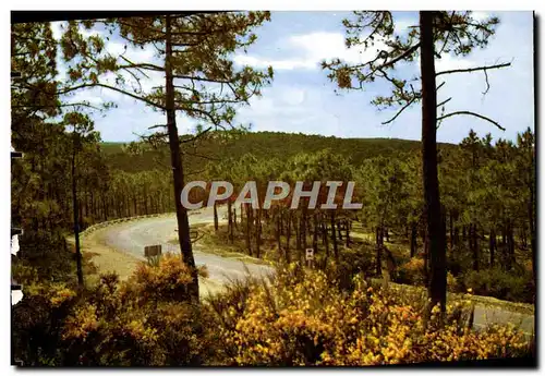 Cartes postales moderne La foret de oins dans les dunes Genets en fleurs