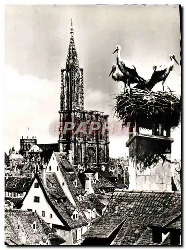 Cartes postales moderne Strasbourg Les Cigognes