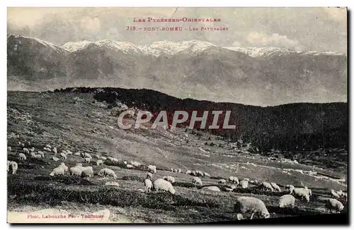 Cartes postales Font Romeu Les paturages Moutons