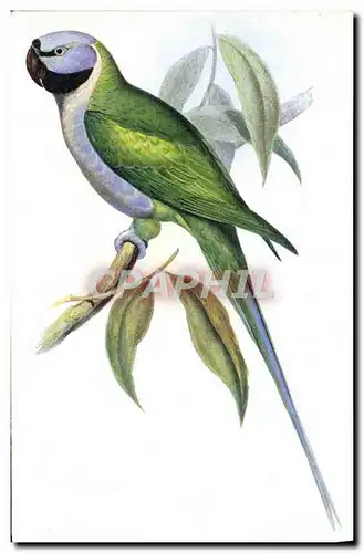 Cartes postales moderne Palaeornis Derbianus J Gould Oiseau Perroquet