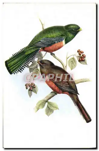 Cartes postales moderne Trogon Collaris J Gould Oiseau