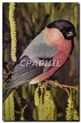 Cartes postales moderne Bouvreuil Oiseau