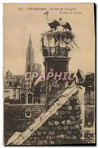 Cartes postales Strasbourg un Nid De Cigognes