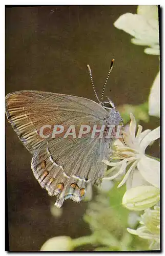 Cartes postales moderne Strymon Ilicis Petit porte queue de la famille des Lycaenidae