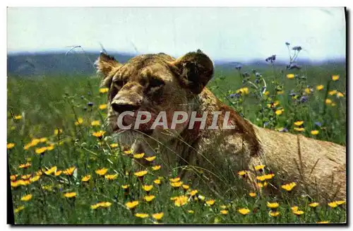 Cartes postales moderne Lionne au repos Lion