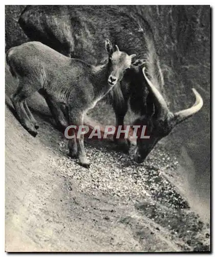 Moderne Karte Mouflon a manchettes et son petit Afrique du Nord Parc zoologique de Vincennes Zoo