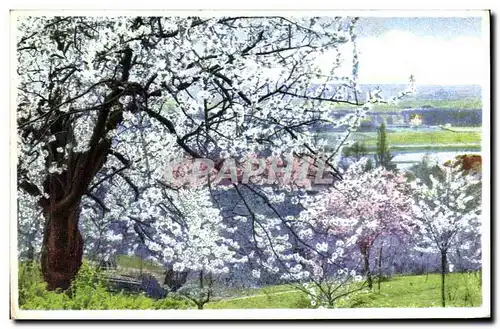 Cartes postales Fantaisie Arbre