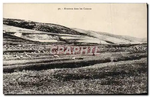 Cartes postales Moutons dans les Causses