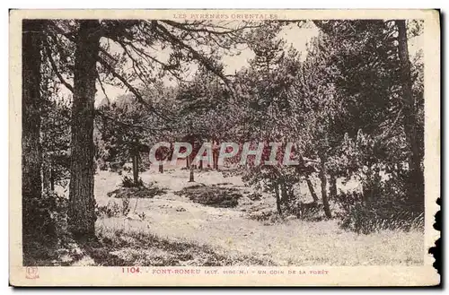 Cartes postales Font Romeu Un coin de la foret