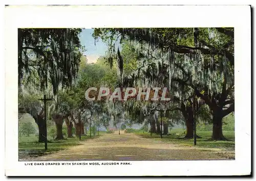 Ansichtskarte AK Live Oaks Draped With Spanish Moss Audubon Park Tropical Palm Entrance to Metairie Cemetery