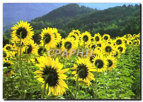 Cartes postales moderne En Provence Tournesol