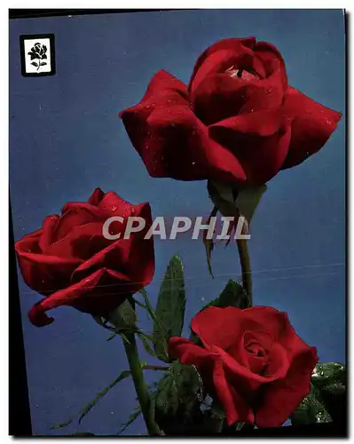 Cartes postales moderne Fantaisie Fleurs Roses