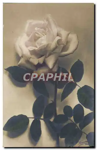 Cartes postales Fantaisie Fleurs