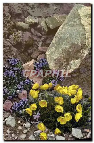 Cartes postales Fantaisie Fleurs