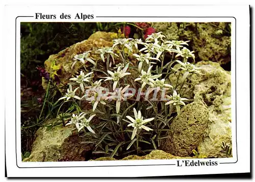 Moderne Karte Fantaisie Fleurs Edelweiss Fleurs des Alpes