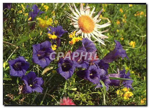 Cartes postales moderne Fantaisie Fleurs Coin des Gentianes