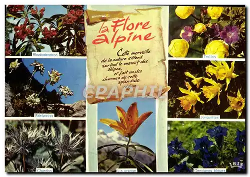 Cartes postales moderne Fantaisie Fleurs Rhododendron Edelweiss Chardon Trolles Jonquilles Gentianes