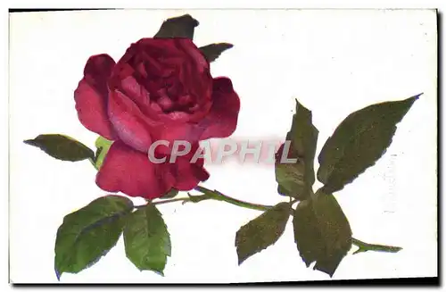 Cartes postales Fantaisie Fleurs