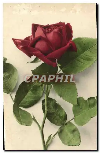 Cartes postales Fantaisie Fleurs