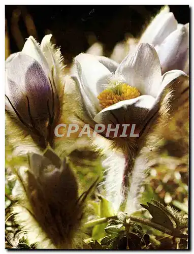 Cartes postales moderne Fantaisie Fleurs Anemone vernalis