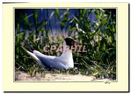 Cartes postales moderne Reflets Du Bord De Mer Mouette rieuse Oiseau