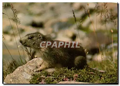 Cartes postales moderne Jeune Marmotte Ou Marmotton